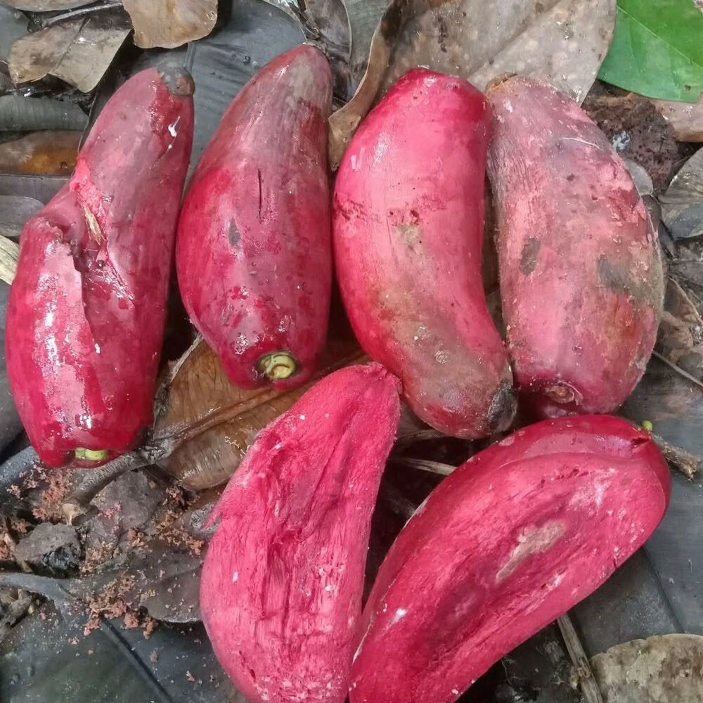 Broad leaved Garcinia (Garcinia latissima)