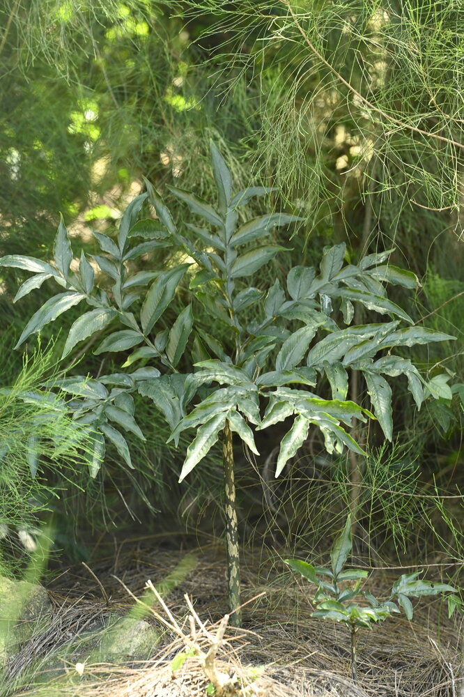 Kyushu voodoo lily (Amorphophallus kiusianus)