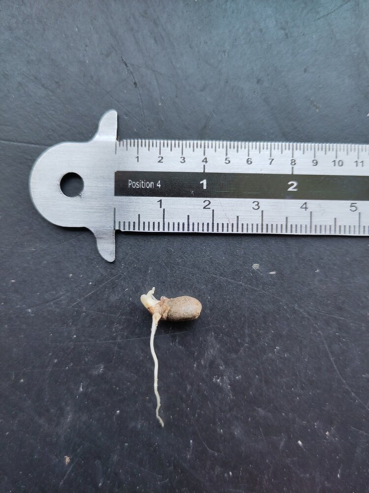 Kyushu voodoo lily (Amorphophallus kiusianus)