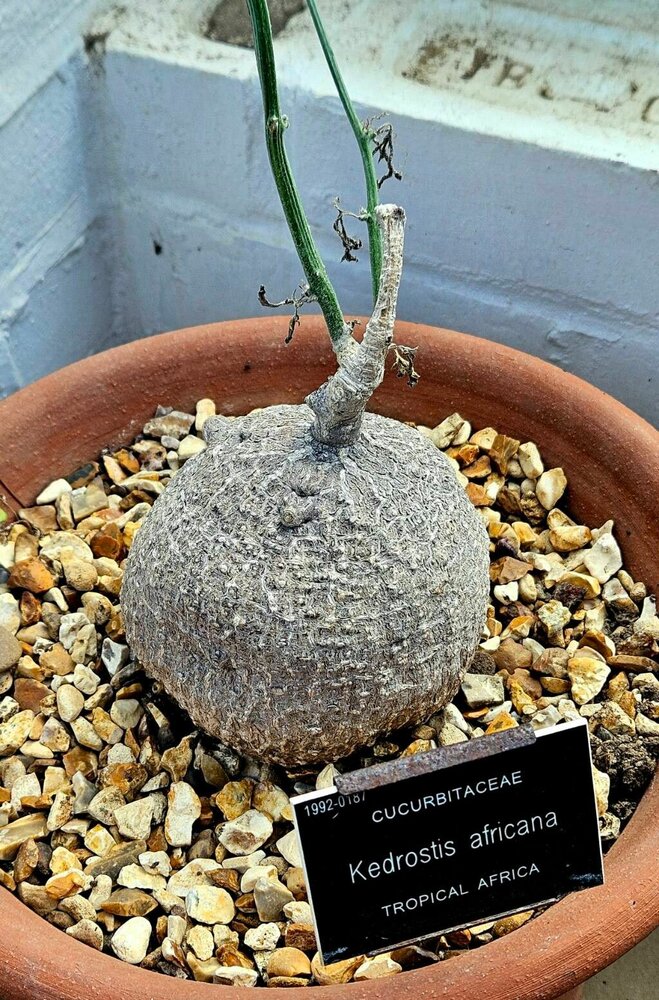 Baboon cucumber (Kedrostis africana)