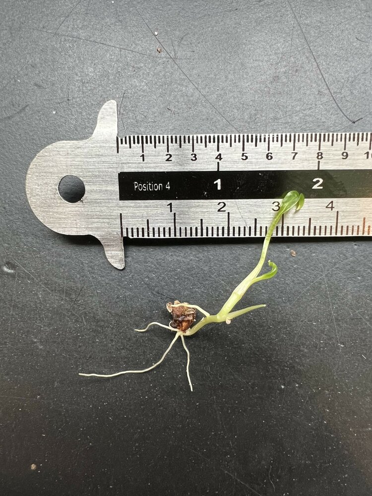 Swamp taro (Cyrtosperma hayii)
