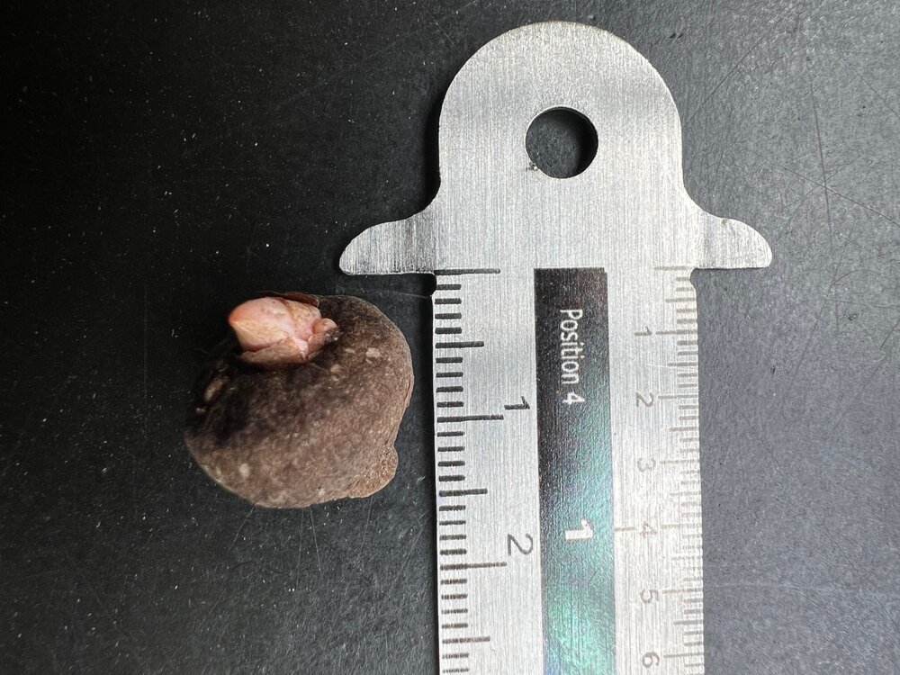 Konjac (Amorphophallus konjac)