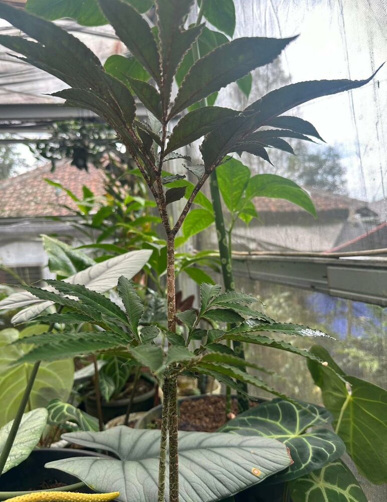 Aroid (Amorphophallus pendulus)