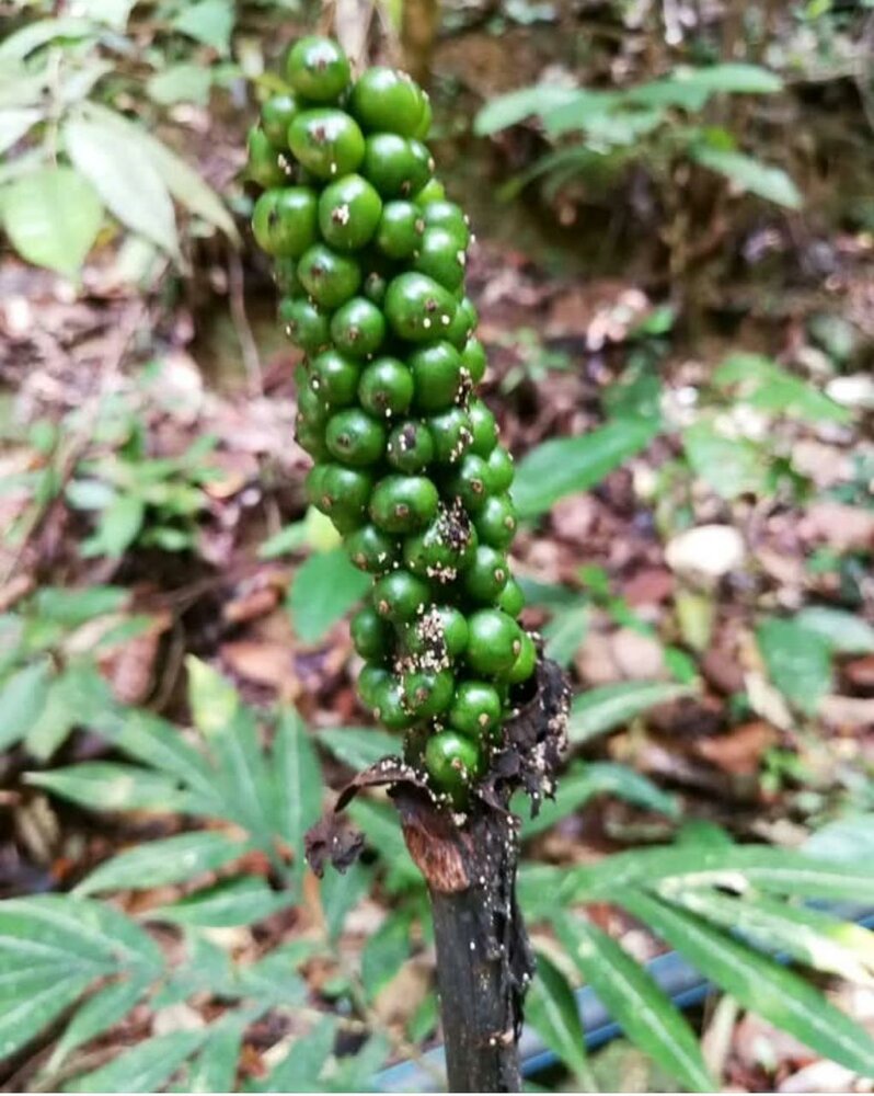 Aroid (Amorphophallus pendulus)