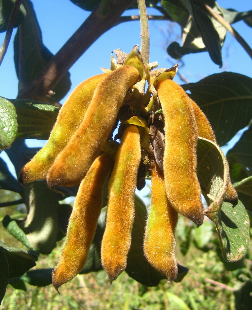 Velvet Bean (Mucuna pruriens)