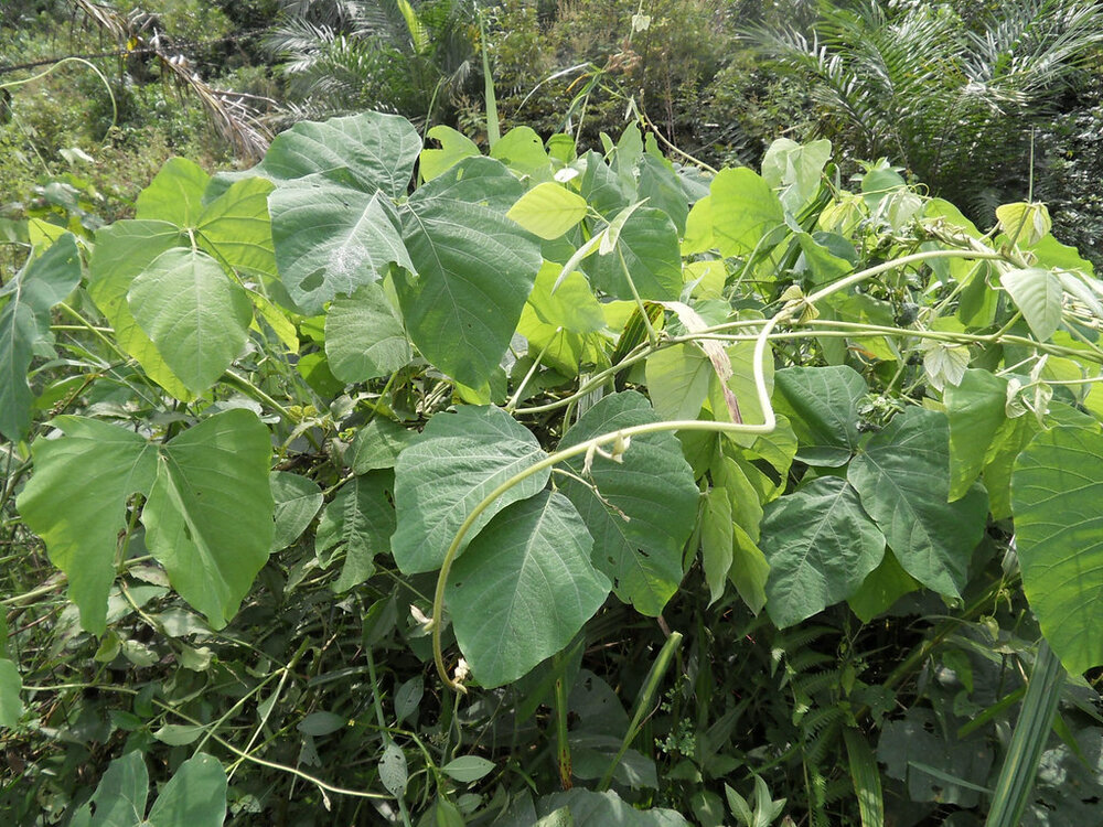 Velvet Bean (Mucuna pruriens)