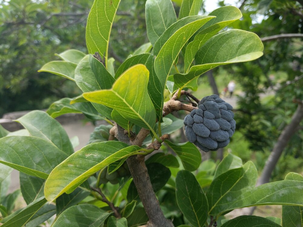 Sugar Apple (Annona squamosa)
