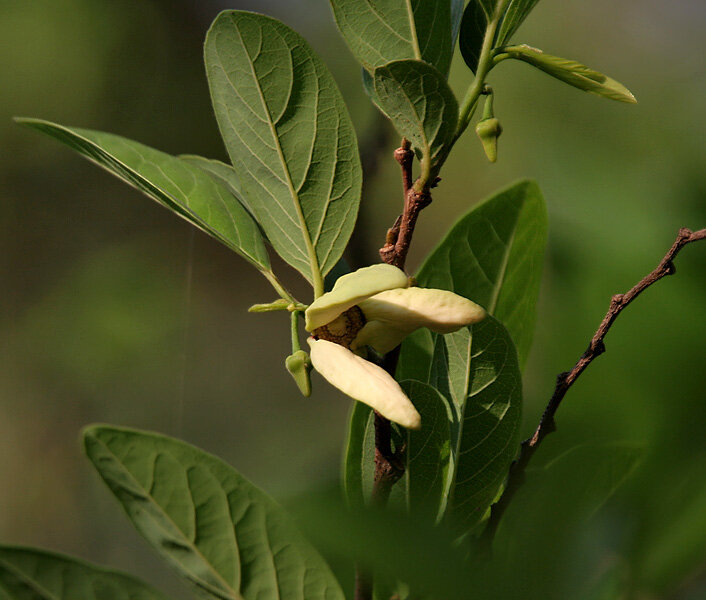 Sugar Apple (Annona squamosa)