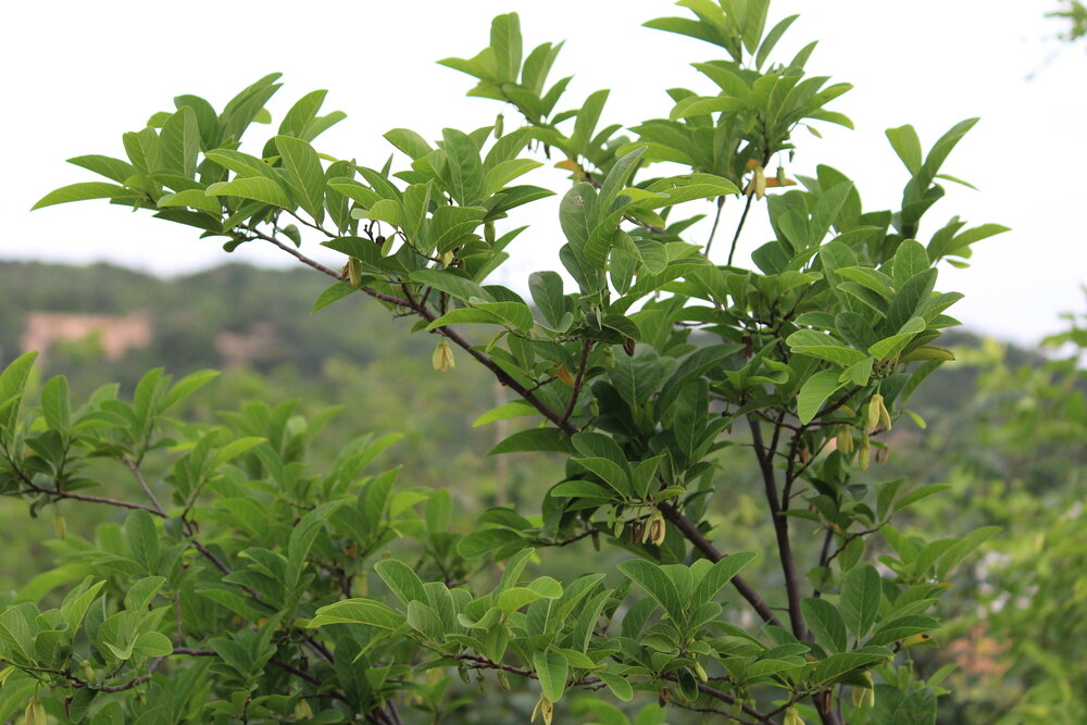 Sugar Apple (Annona squamosa)