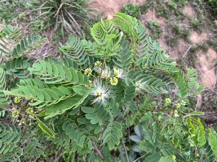 Kalkora Silk Tree (Albizia kalkora)