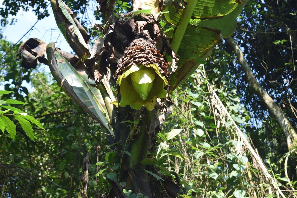 Snow Banana (Ensete glaucum)