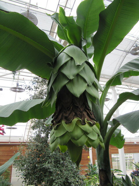 Snow Banana (Ensete glaucum)