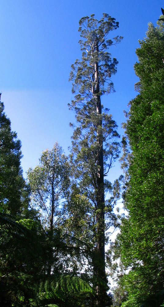 Giant Ash (Eucalyptus regnans)
