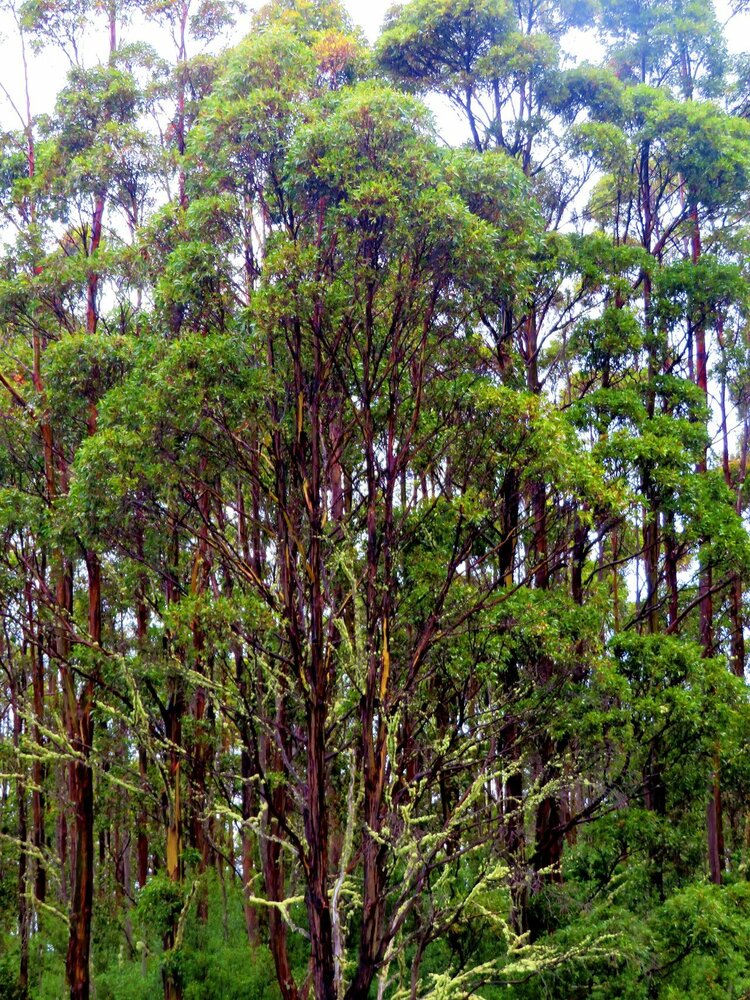 Giant Ash (Eucalyptus regnans)