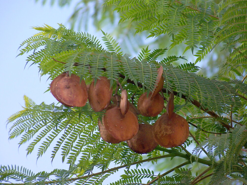 Blue Jacaranda (Jacaranda mimosifolia)