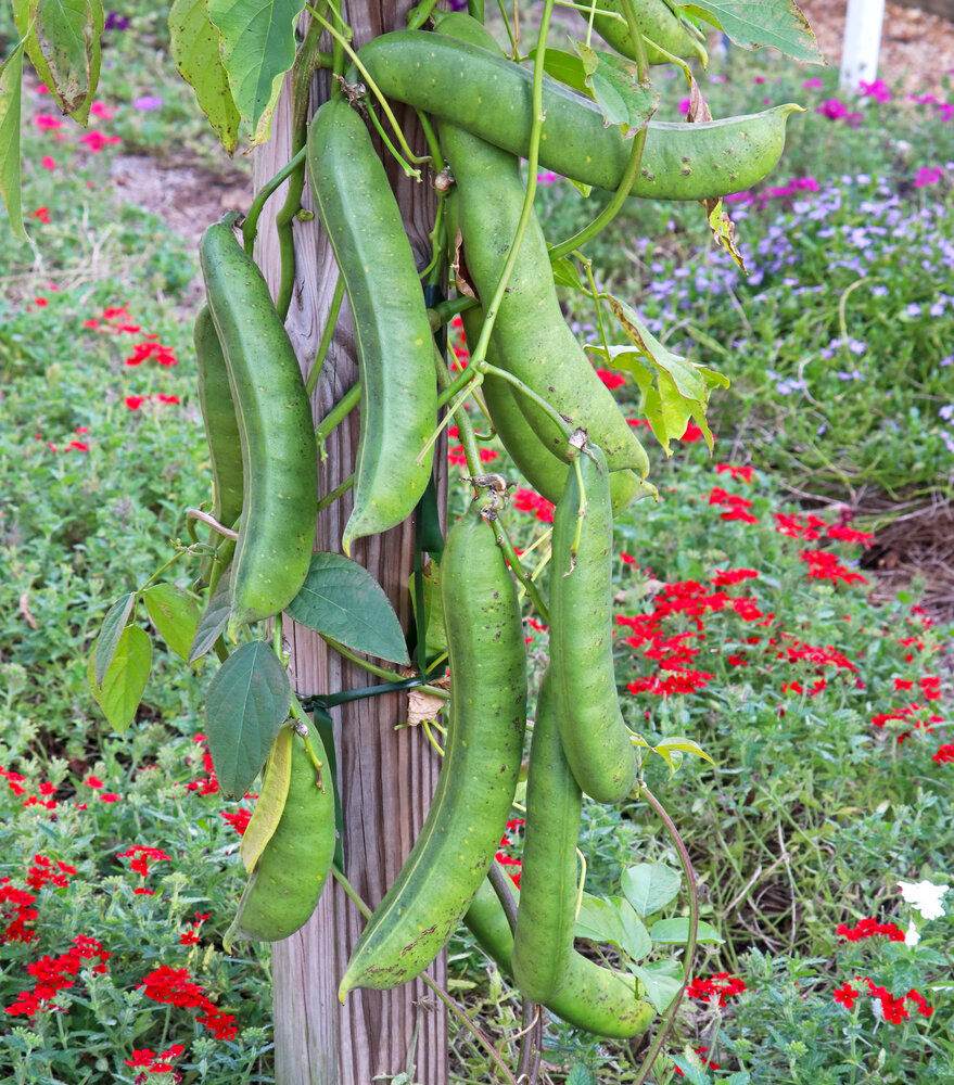 Jack Bean (Canavalia ensiformis)