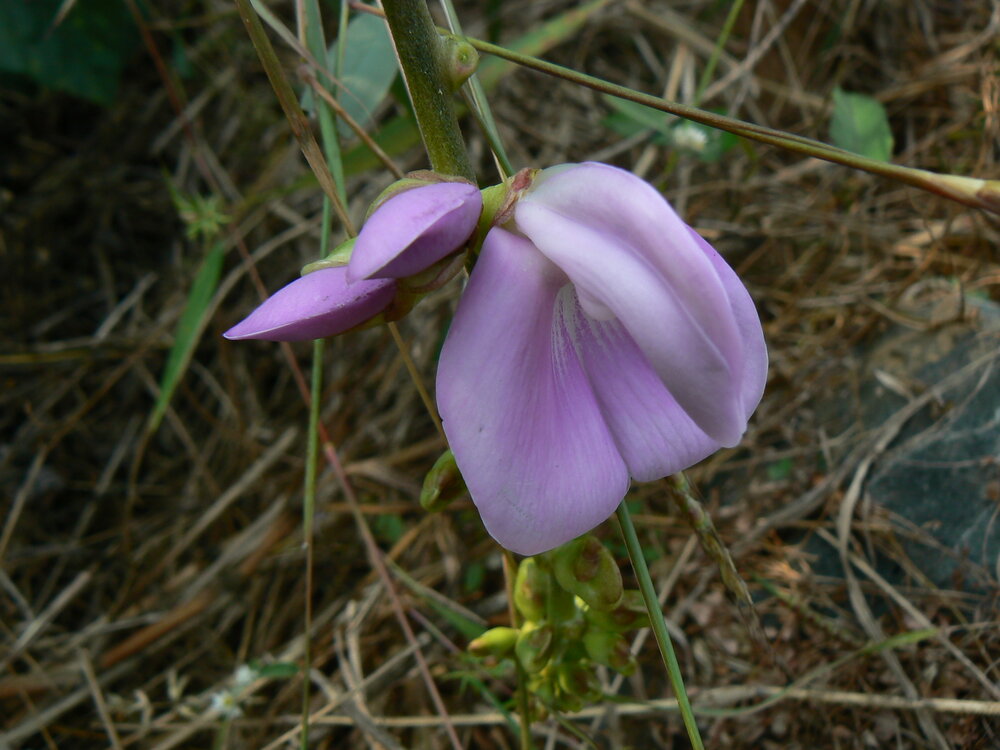 Jack Bean (Canavalia ensiformis)