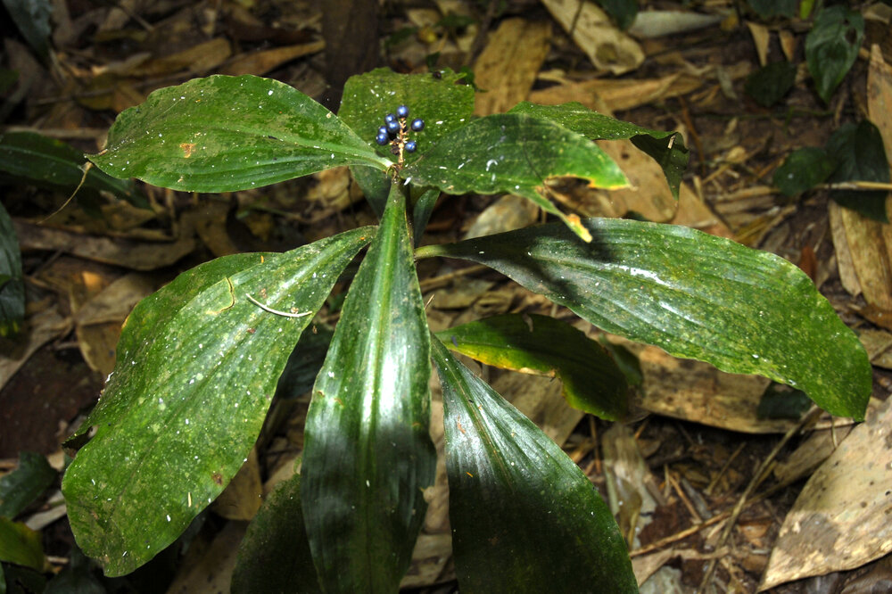 Marble Berry (Pollia condensata)