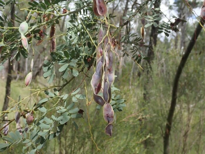 Mudgee acacia (Acacia spectabilis)