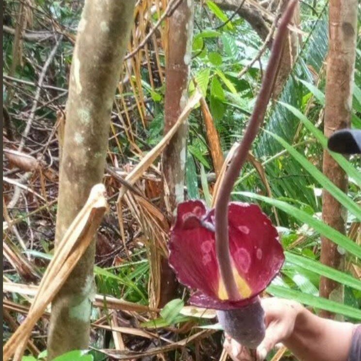 Aroid (Amorphophallus sp. 'Sulawesi')