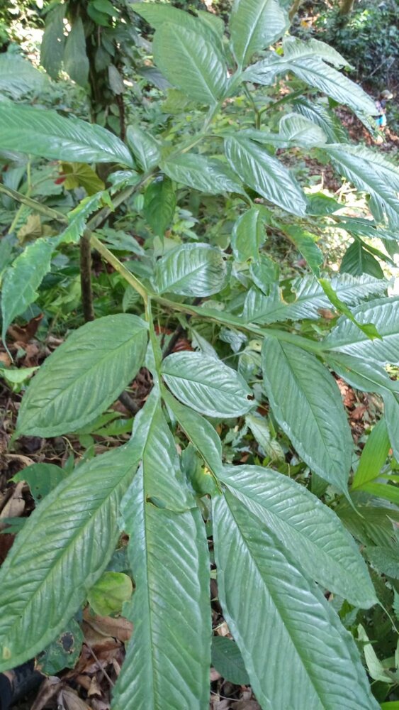 Aroid (Amorphophallus sp. 'Sulawesi')