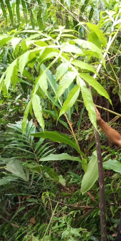 Aroid (Amorphophallus sp. 'Sulawesi')