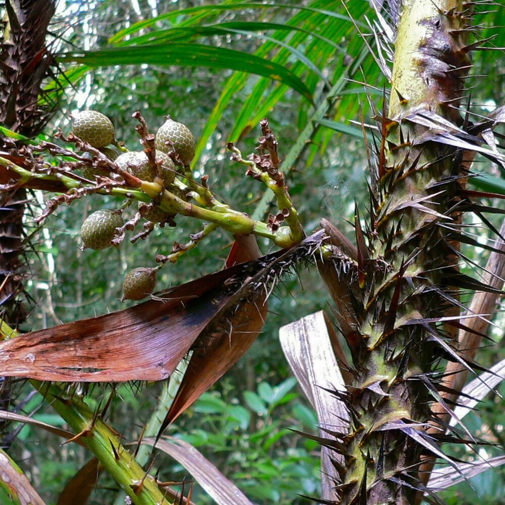 Common rattan (Calamus rotang)