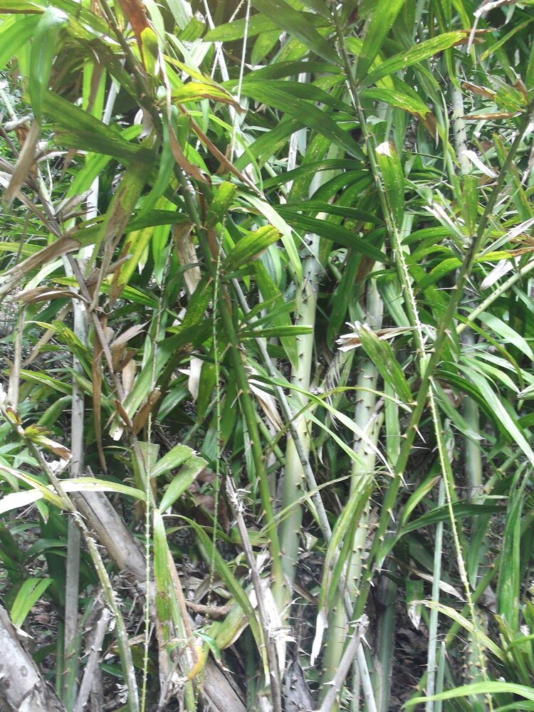 Common rattan (Calamus rotang)
