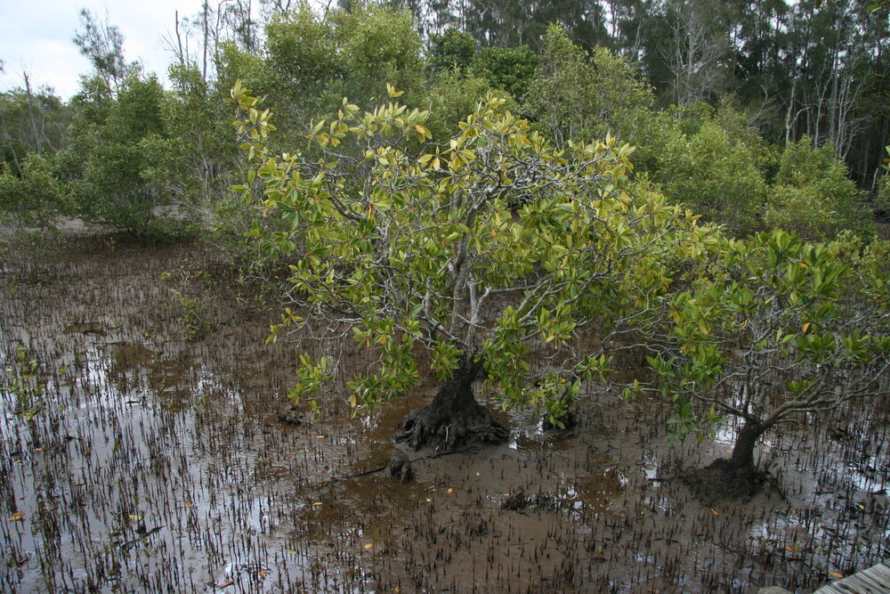 Large-leafed orange mangrove (Bruguiera gymnorhiza)