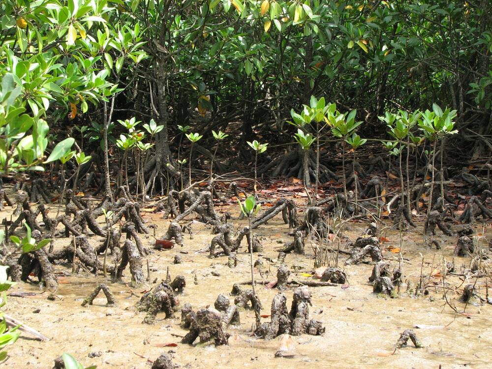 Large-leafed orange mangrove (Bruguiera gymnorhiza)