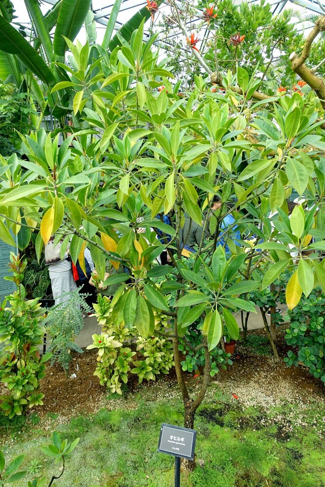 Large-leafed orange mangrove (Bruguiera gymnorhiza)