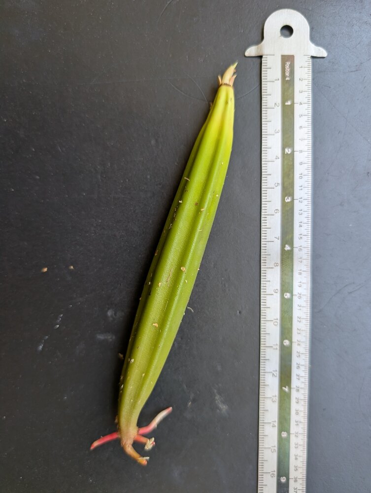 Large-leafed orange mangrove (Bruguiera gymnorhiza)
