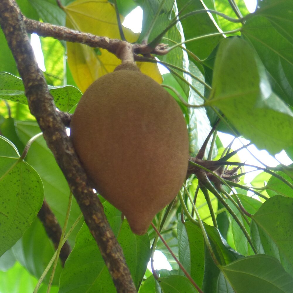 Football fruit (Pangium edule)