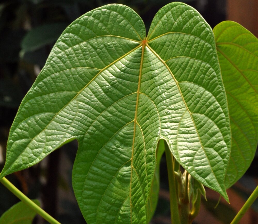 Football fruit (Pangium edule)