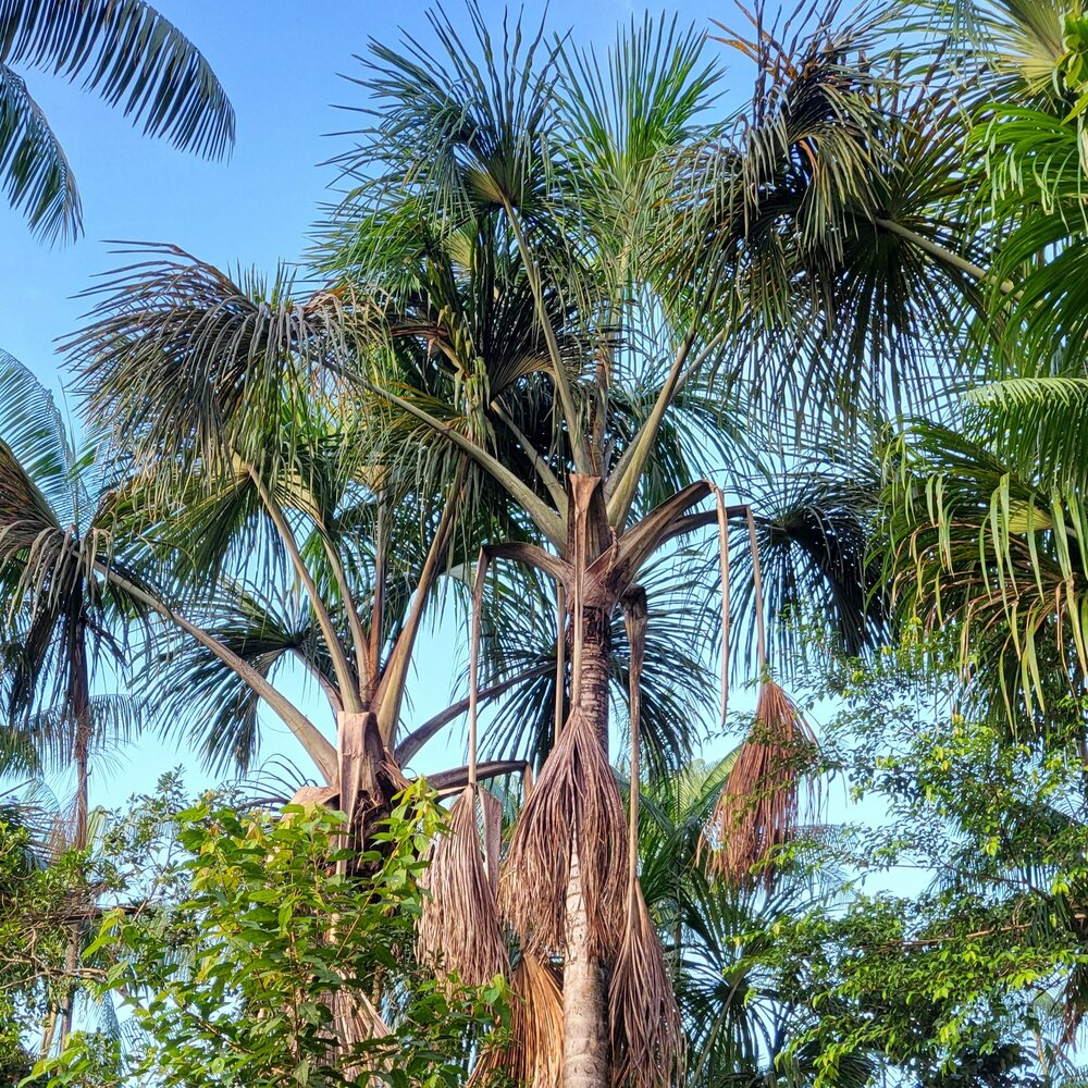 Moriche palm (Mauritia flexuosa)