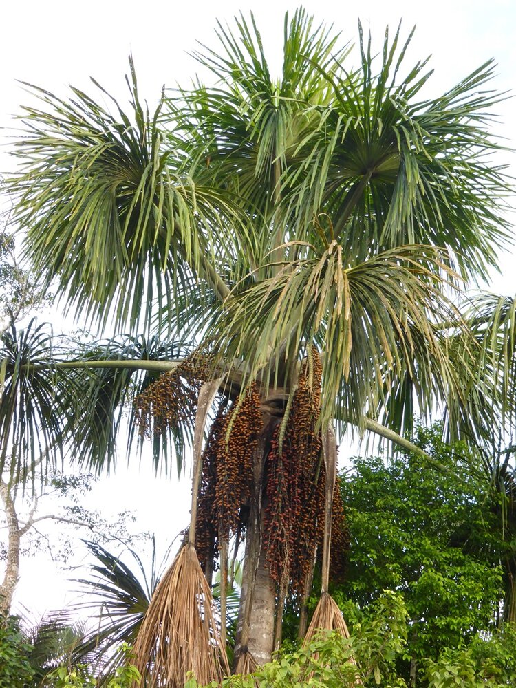 Moriche palm (Mauritia flexuosa)