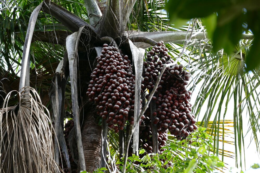 Moriche palm (Mauritia flexuosa)