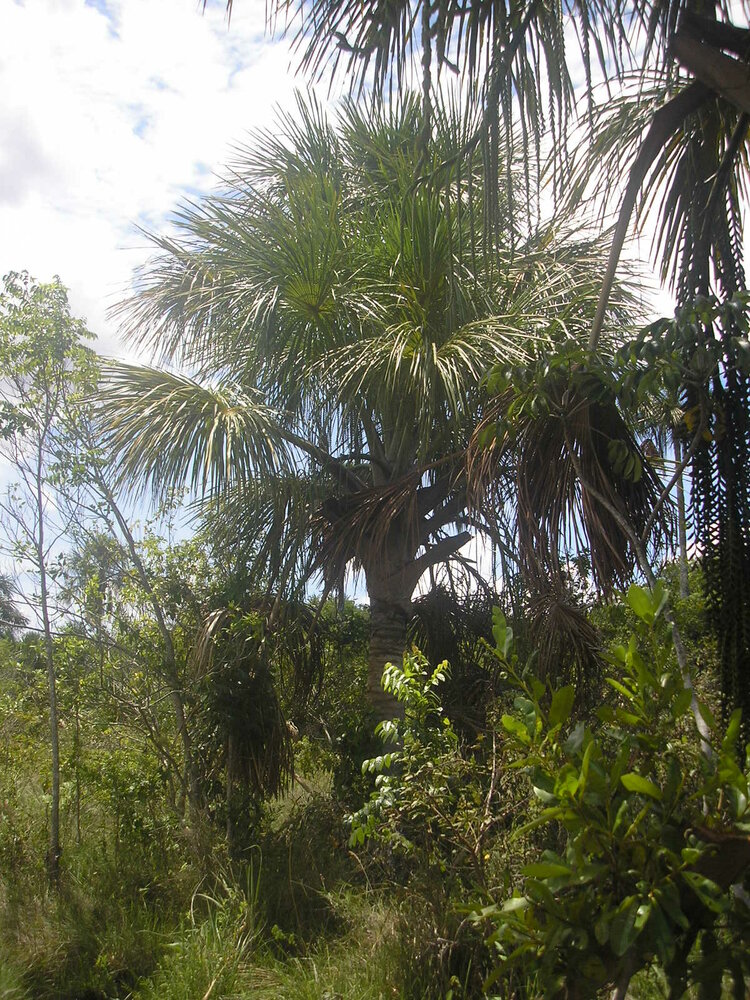 Moriche palm (Mauritia flexuosa)
