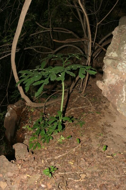 Foto: Senckenberg &ndash; African Plants, CC BY 4.0, via GBIF.