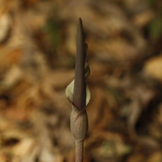 Foto: Senckenberg &ndash; African Plants, CC BY 4.0, via GBIF.