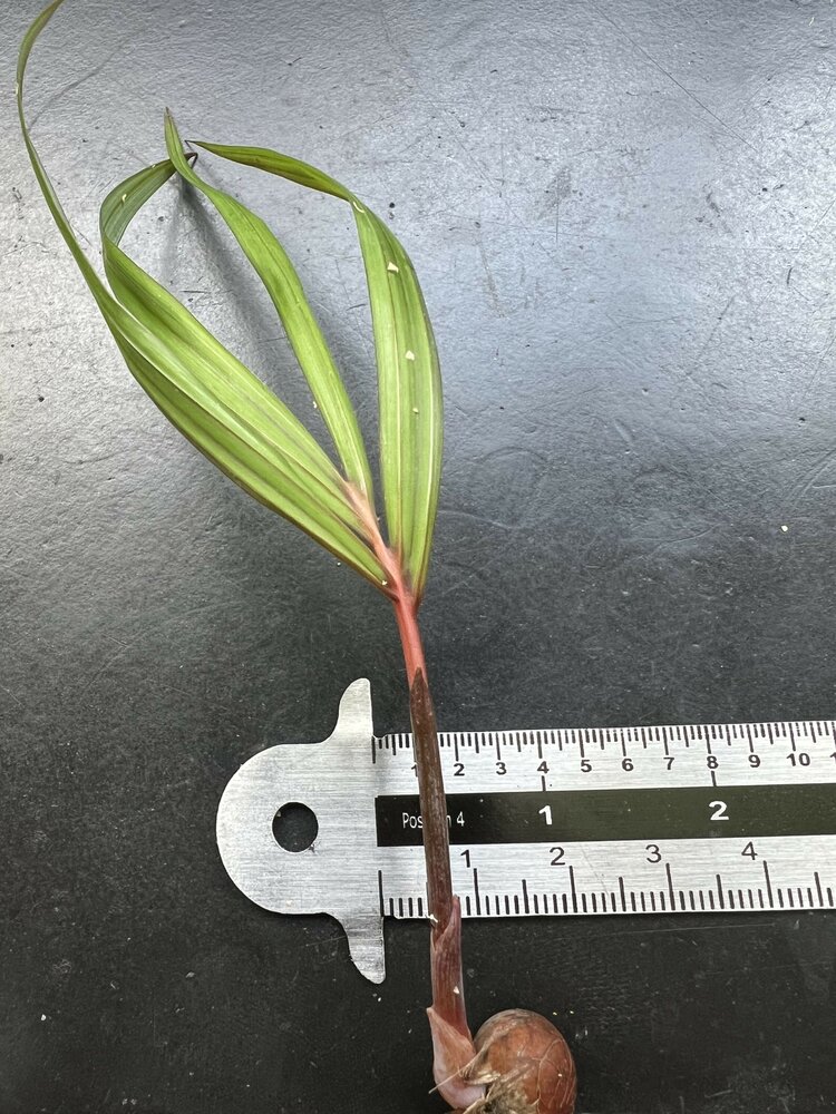 Seychelles palm (Nephrosperma vanhoutteanum)