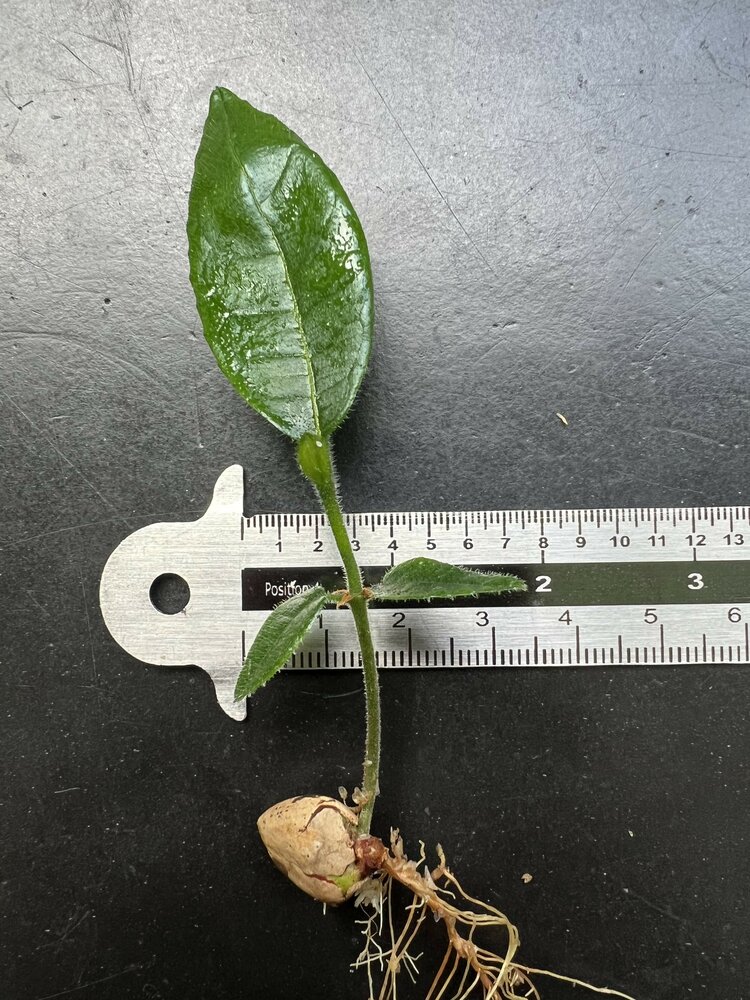 Marang (Artocarpus odoratissimus)