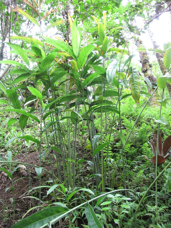 Foto: Forest &amp; Kim Starr / Starr Environmental &ndash; CC BY 2.0