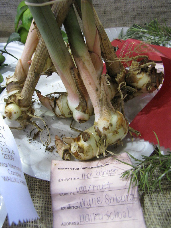 Galanga (Alpinia galanga)