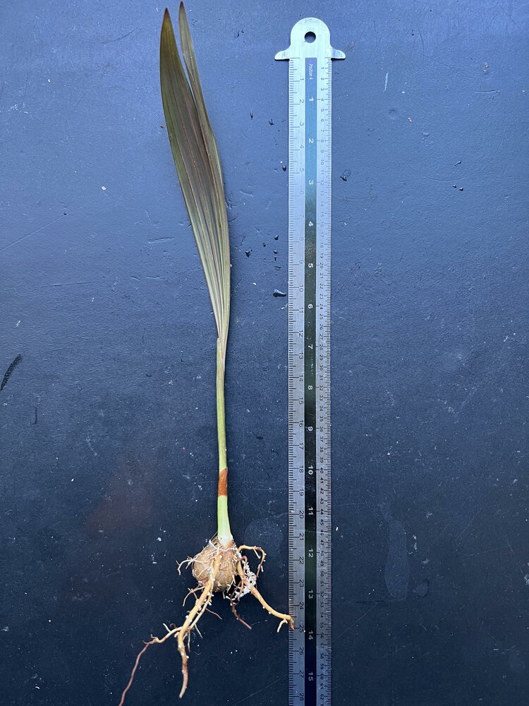 Dotalu palm (Loxococcus rupicola)