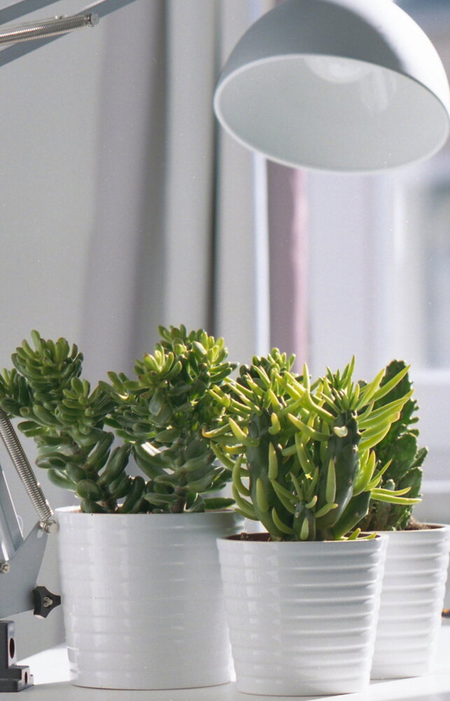 Grow Light Bioledex GoLeaf 9W