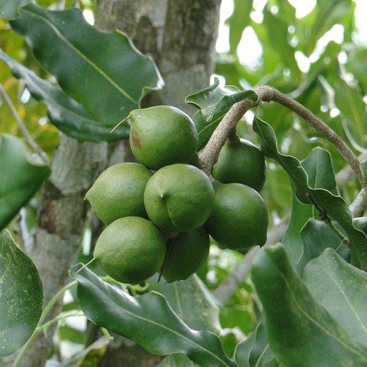 4 Graines Noyer du Queensland Macadamia Integrifolia tree seeds 