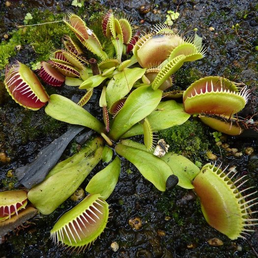 Venus flytrap dionaea muscipula 15 carnivorous plant seeds variety mix 