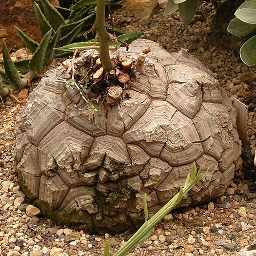 その他 OZWRT Dioscorea Elephantipes Monoclonius Dioscorea Elephantipes Seeds, Care, Germination | Seed Syndicate