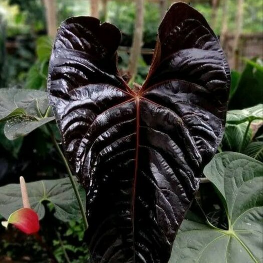 Anthurium chamberlainii X - seeds